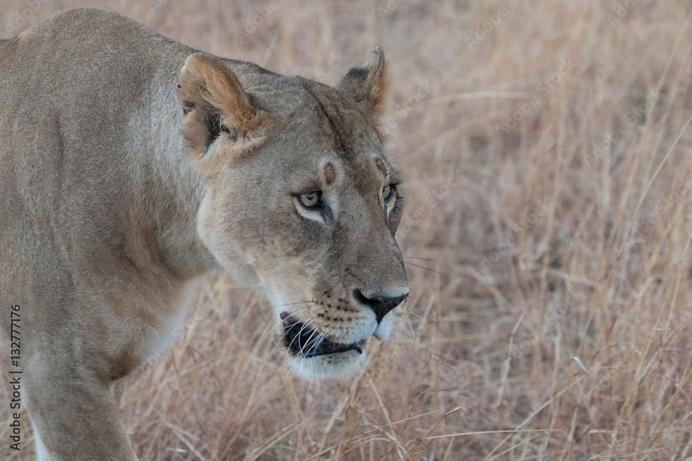 Naklejka premium Lioness