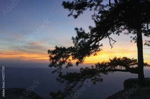 The silhouette scene of pine tree at the Lomsak cliff in the Phukradung nation park