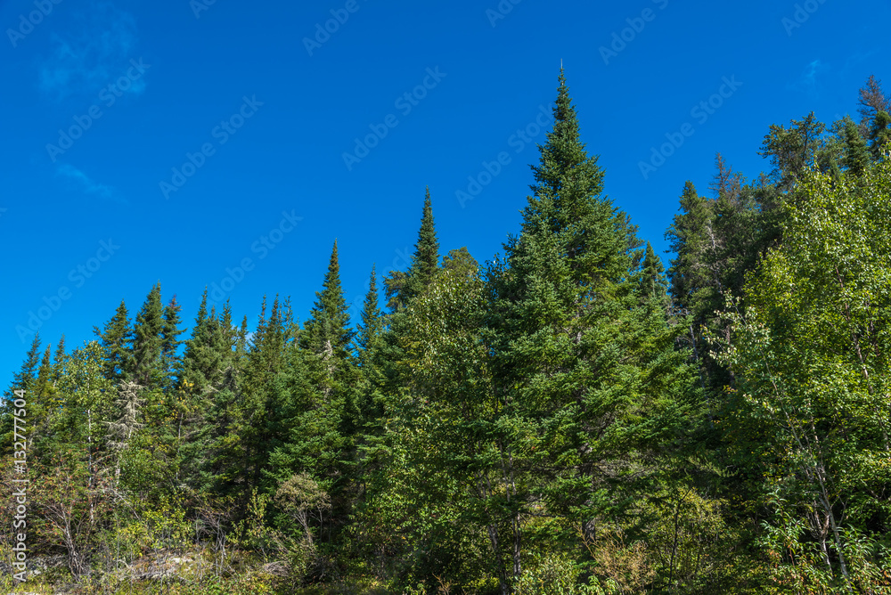 Ontario Forest