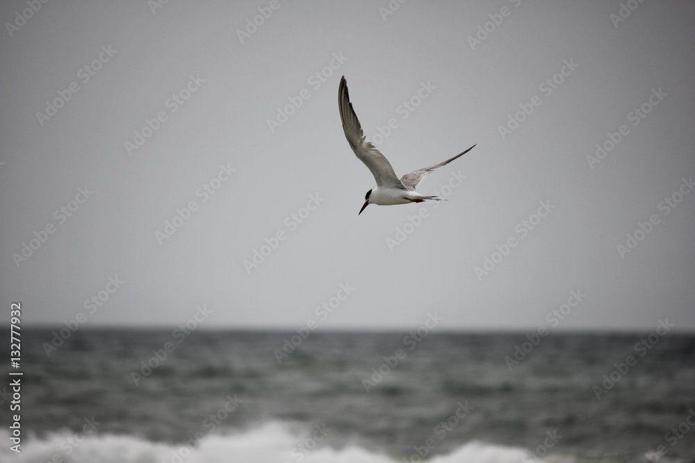 Naklejka premium Seagull in flight on cloudy day