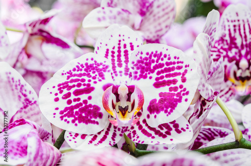 Pink orchid phalaenopsis in farm.