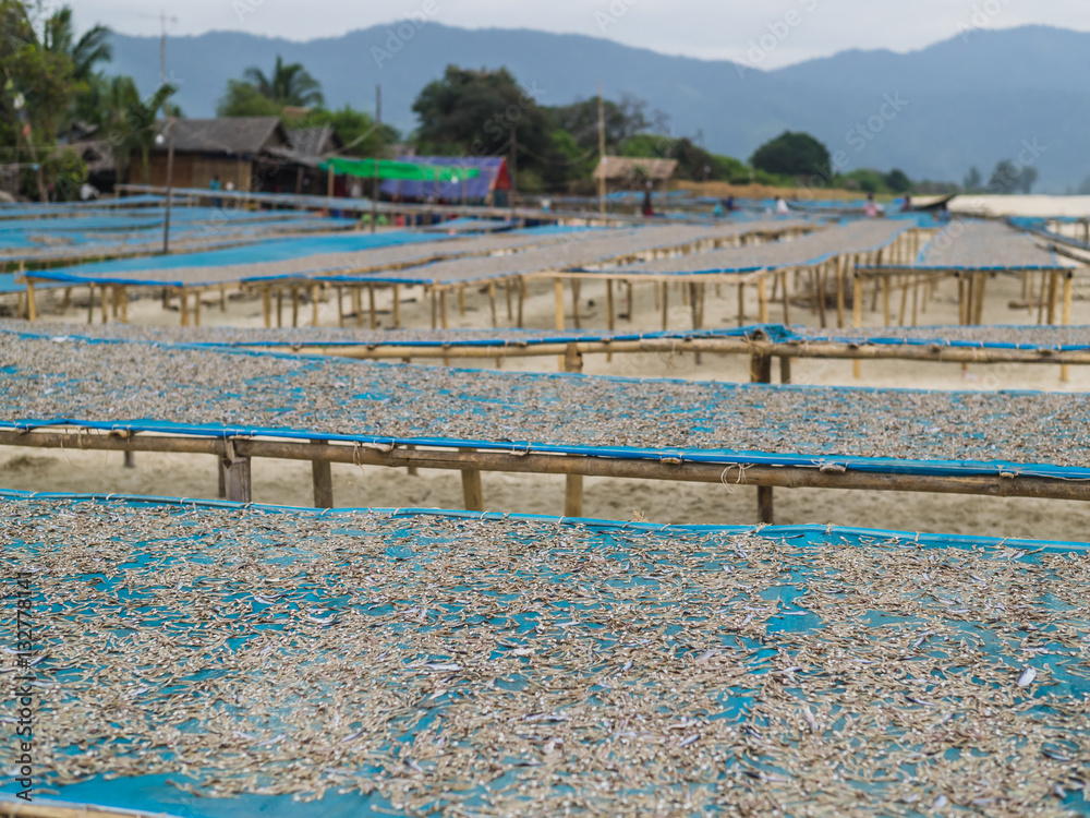 Drying fish at the beaches near Dawei