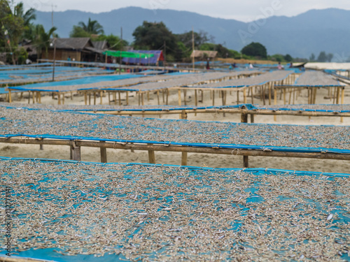 Drying fish at the beaches near Dawei