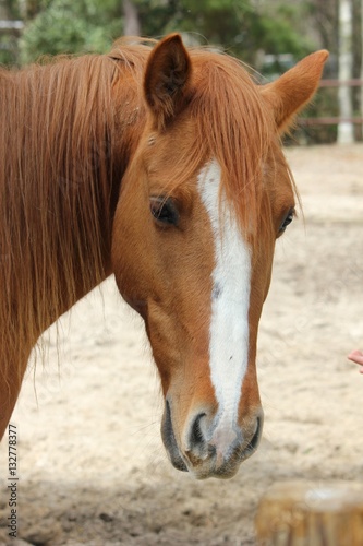 Horse head