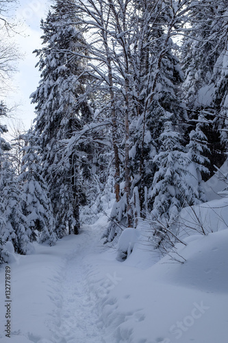 Snowshoeing trail