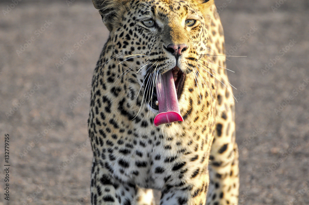 Obraz premium Leopard yawning