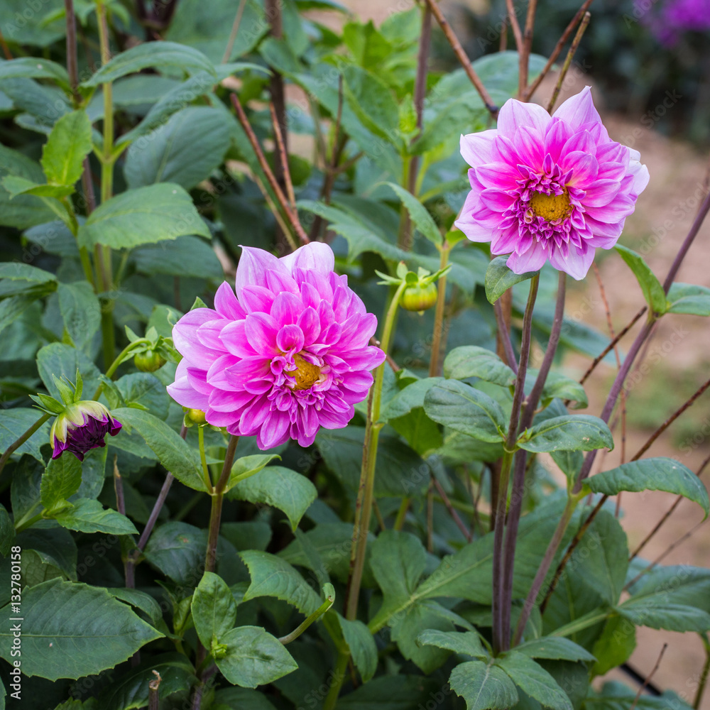 Dahlia pinnata in garden Dahlia pinnata in garden