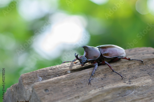 fighting beetle (rhinoceros beetle) on timber with blur nature background