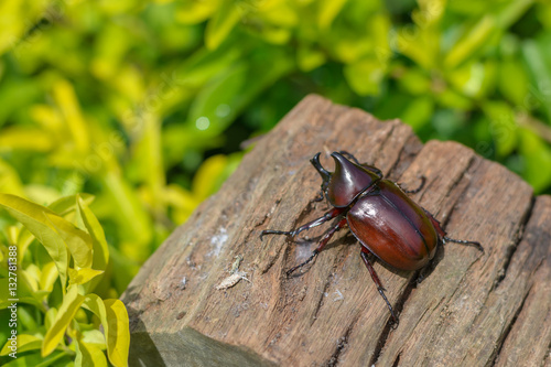 rhinoceros beetles on wood in garden