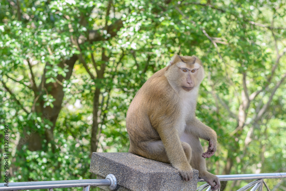 Fototapeta premium Portrait of Monkey at the park in Khao Rang Hill ,Phuket,Thailand