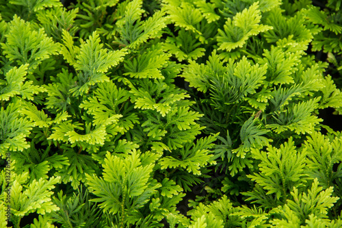 great green bush of fern