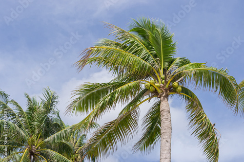 coconut tree and blue sky background
