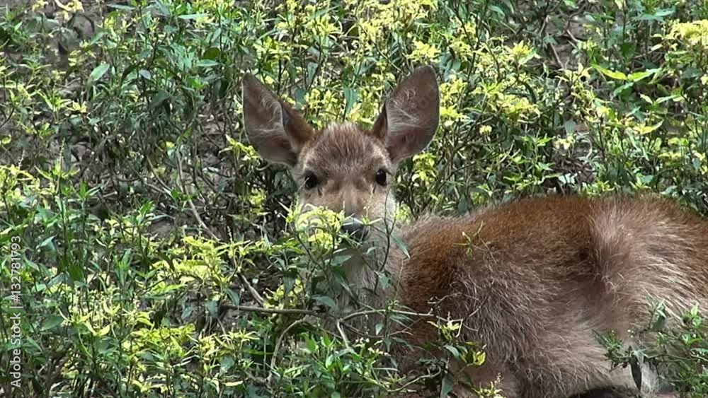 Genus Rusa Sambar Dear (Rusa unicolor) (also spelled sambur, or sambhur). Class ...