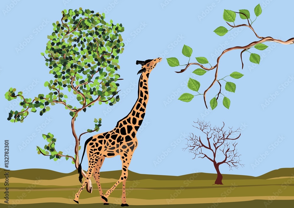 Fototapeta premium Giraffe eating leaves in savannah vector illustration