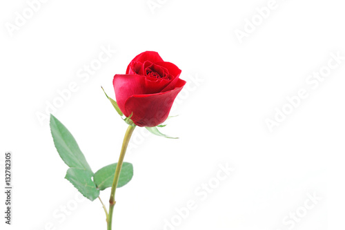 Fototapeta Naklejka Na Ścianę i Meble -  single red rose on white background