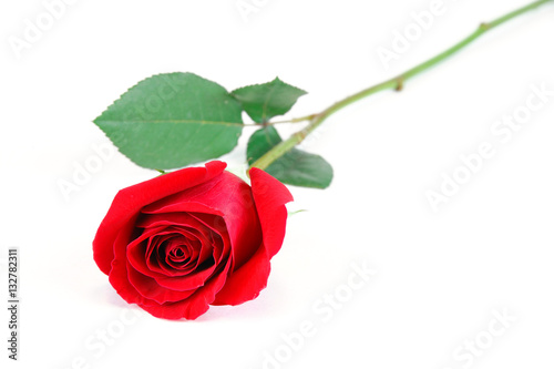 single rose laying on white background
