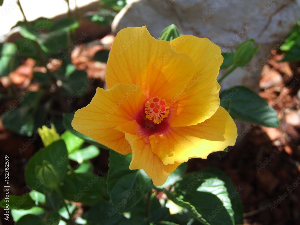 Hibiscus flower in garden