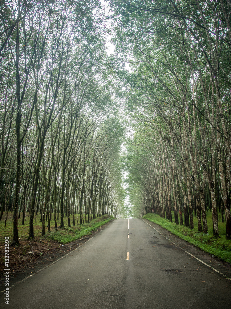 the road between rubber plantation the road between rubber plantation