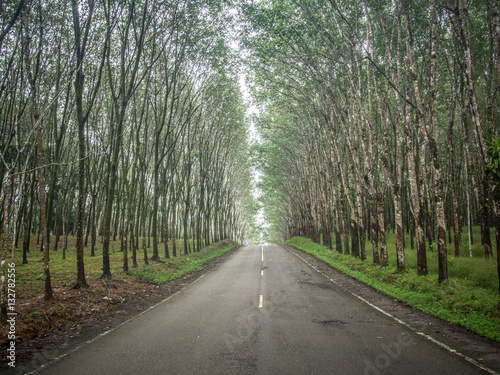 the road between  rubber  plantation