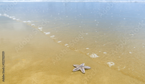 Starfish on the sand along beautiful coast