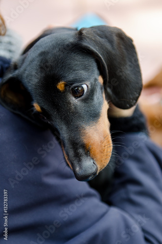 dachshund dog in the hands of the hostess © sergo321