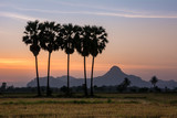 silhouette of sugar palm 