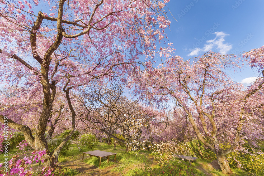 Fresh pink flowers of sakura growing in Japanese garden