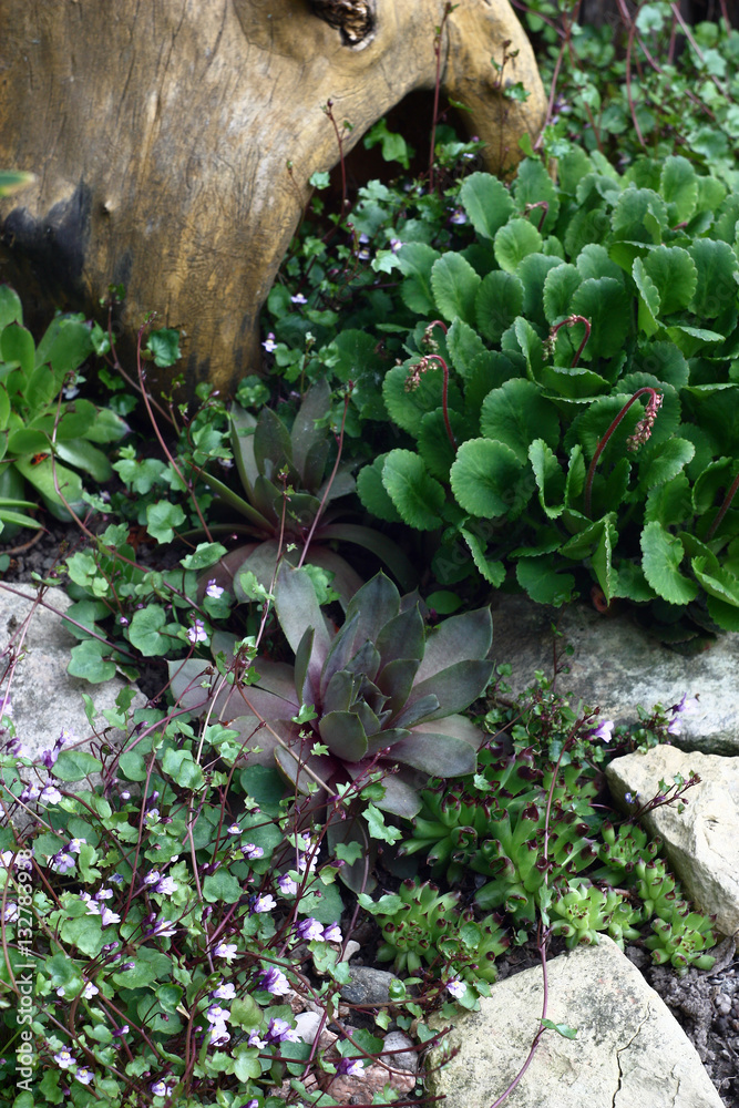 Flower bed with sempervivum and saxifraga./In a small flower bed among stones and wooden objects grow sempervivum, saxifraga and other plants. Flower bed with sempervivum and saxifraga./In a small flower bed among stones and wooden objects grow sempervivum, saxifraga and other plants.