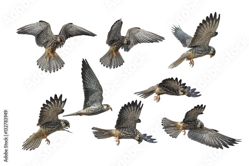 Set of Amur Falcon flying isolated on white background