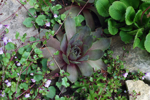 Sempervivum among plants./In a small flower bed among stones  grow sempervivum, saxifraga and other plants. photo