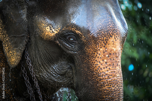 Chained elephant 2
