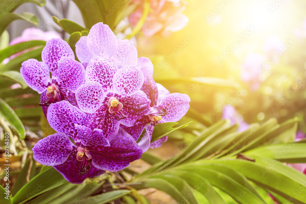 Close up of beautiful plant orchid flower. soft-focus in the background. over sunlight Close up of beautiful plant orchid flower. soft-focus in the background. over sunlight