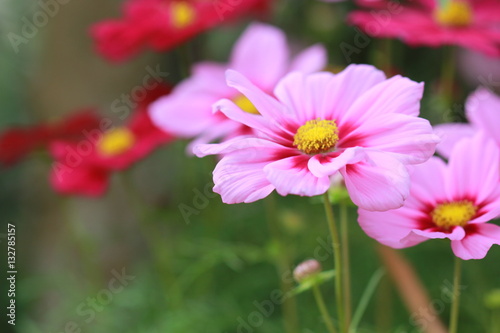 Pink and red flowers in garden © verapon