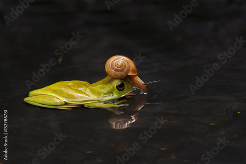 macro closeup of green forest  frog with snail on the head siting on the water with reflection, photo