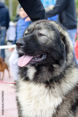 dog breed caucasian shepherd dog for a walk