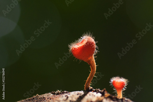 red hairy cup fungi mushroom microstoma floccosum on a wood photo