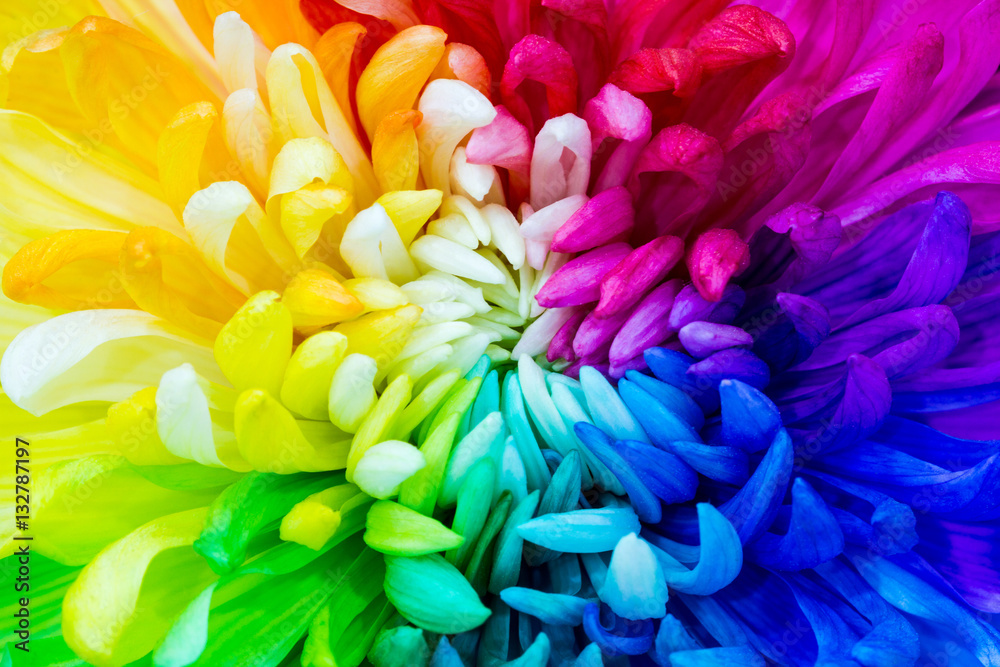 Colorful rainbow flower background