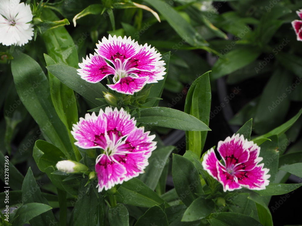 flowers flowers
