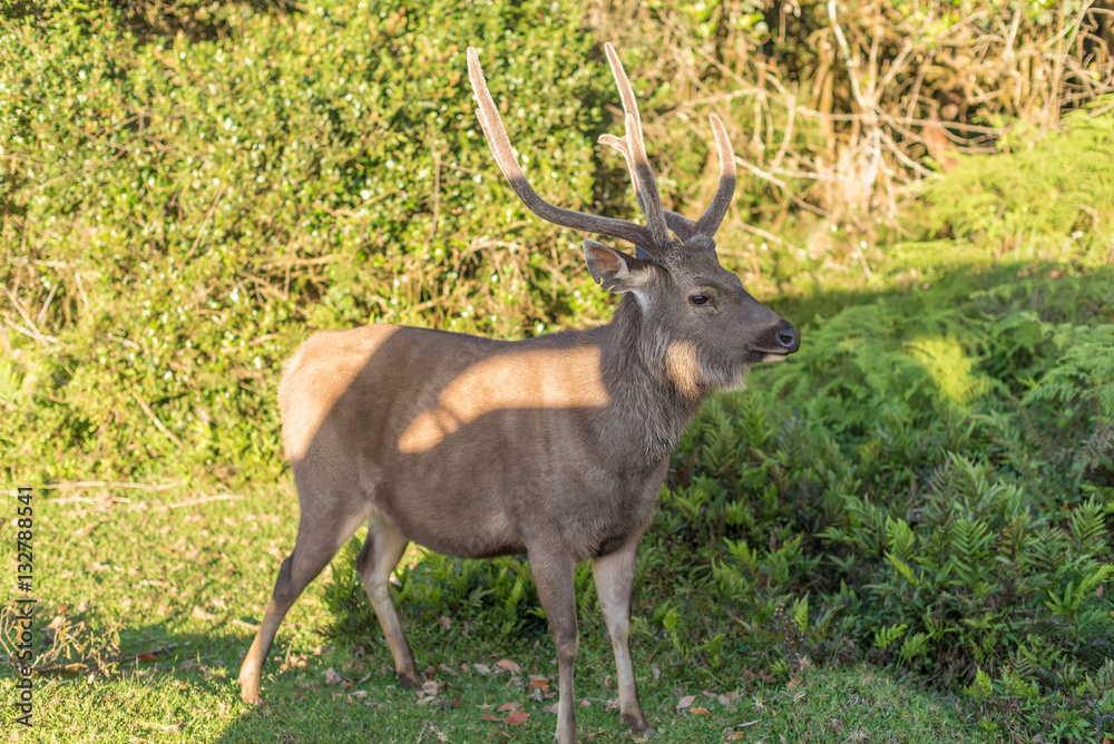 Sri Lanka: deer in Horton Plains National Park
Sri Lanka: deer in Horton Plains National Park