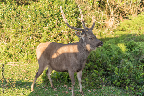Sri Lanka  deer in Horton Plains National Park  