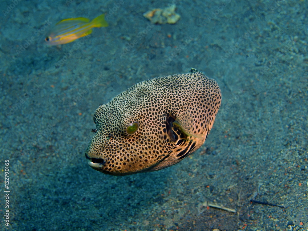 Boxfish Boxfish