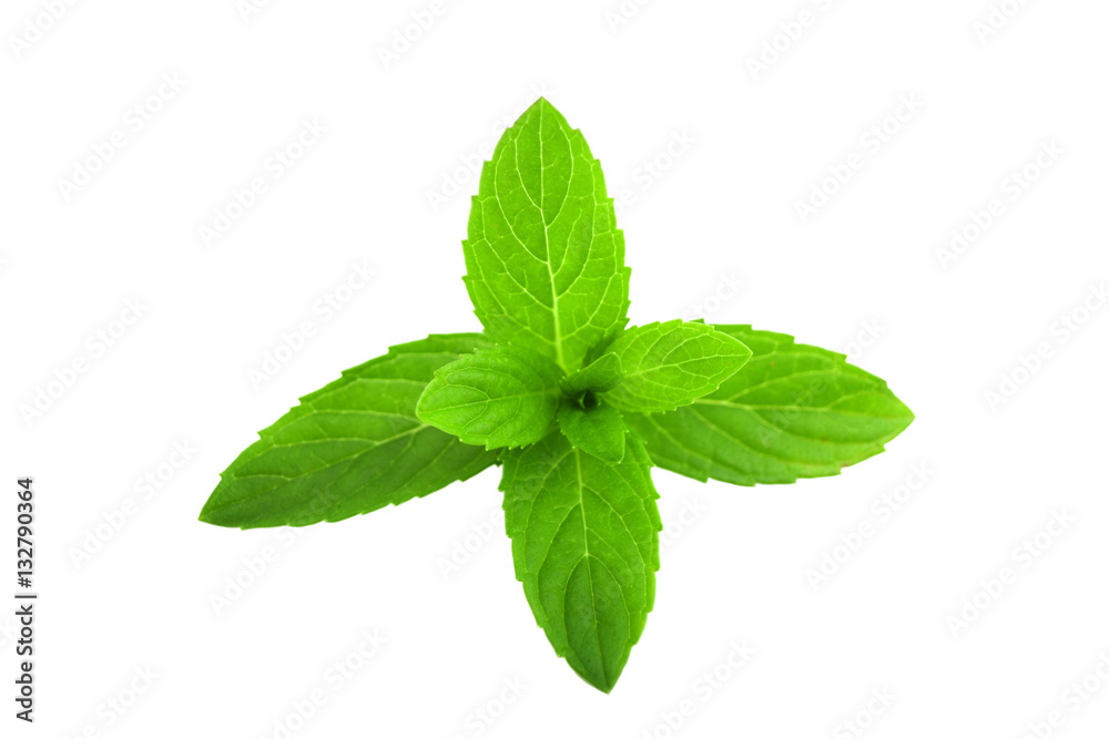 Green leaves of fresh mint isolated on white background Green leaves of fresh mint isolated on white background