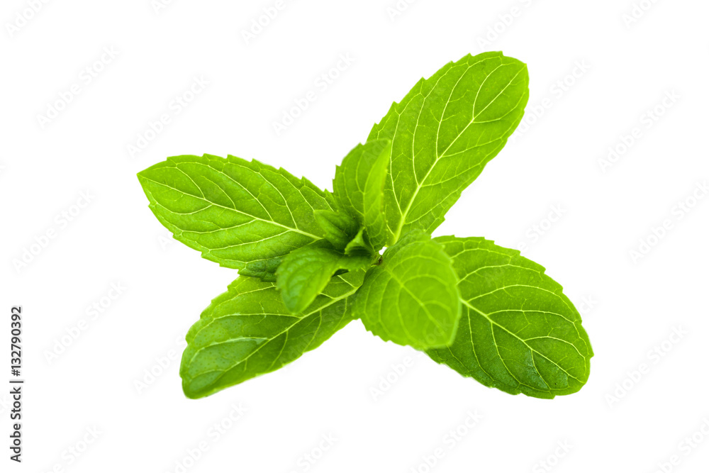 Green leaves of fresh mint isolated on white background