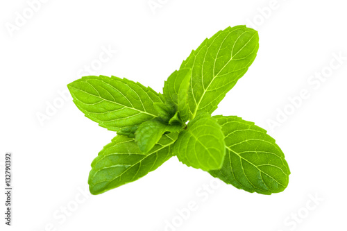 Green leaves of fresh mint isolated on white background