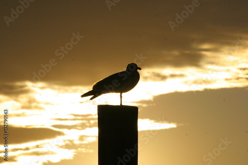 Dock gull