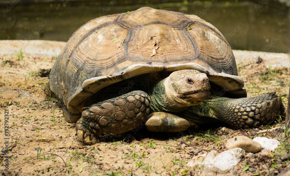 Naklejka premium Turtle,Sulcata tortoise, Thailand zoo