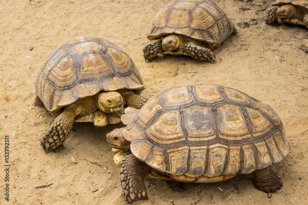 Turtle,Sulcata tortoise, Thailand zoo Turtle,Sulcata tortoise, Thailand zoo