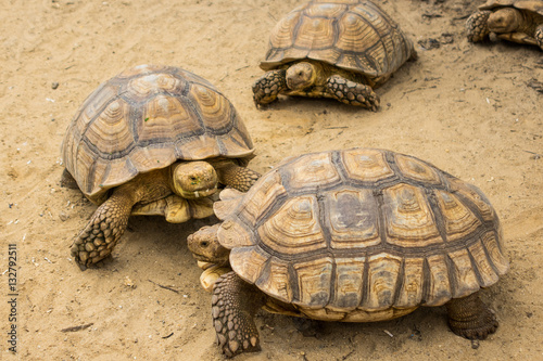 Turtle,Sulcata tortoise, Thailand zoo