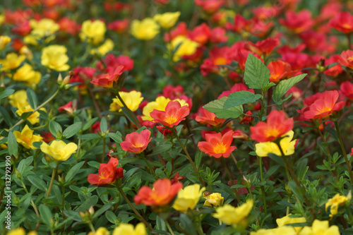 Portulaca flowers at the garden.