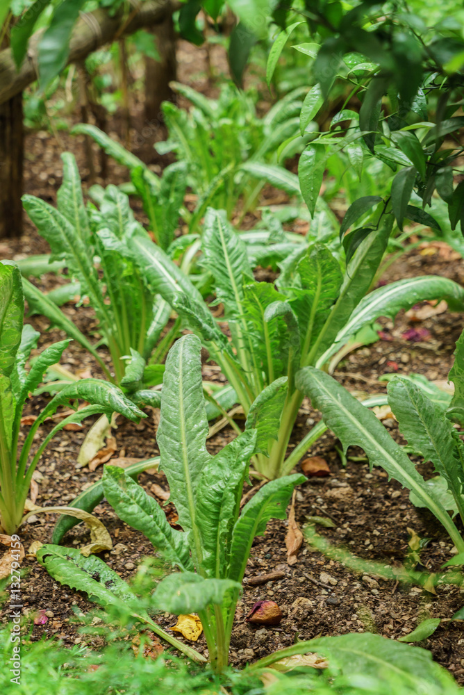 kale in the garden kale in the garden